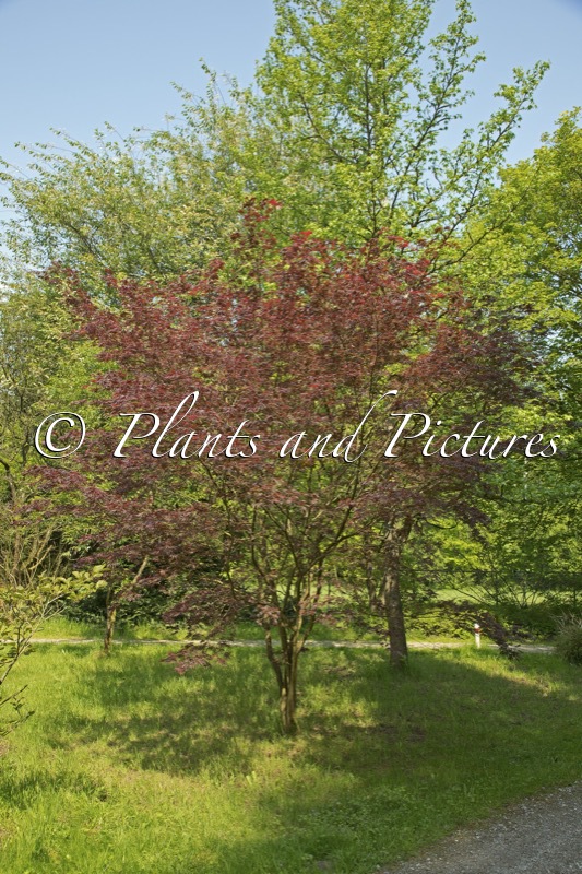 Acer palmatum ‘Trompenburg’