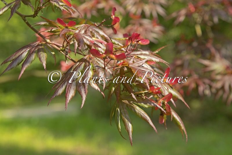Acer palmatum ‘Trompenburg’