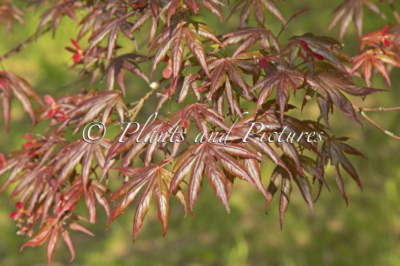 Acer palmatum ‘Trompenburg’