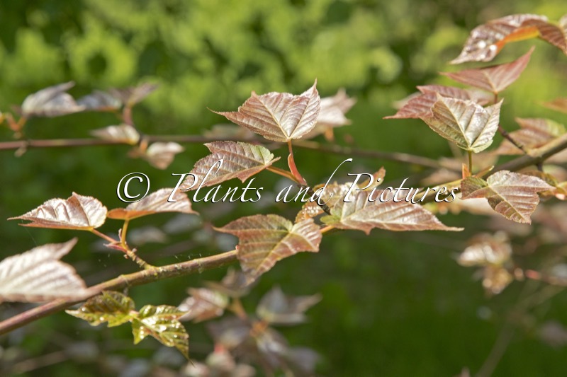 Acer pectinatum ‘Dark Forrest’