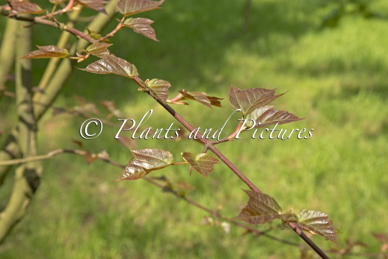 Acer pectinatum ‘Dark Forrest’