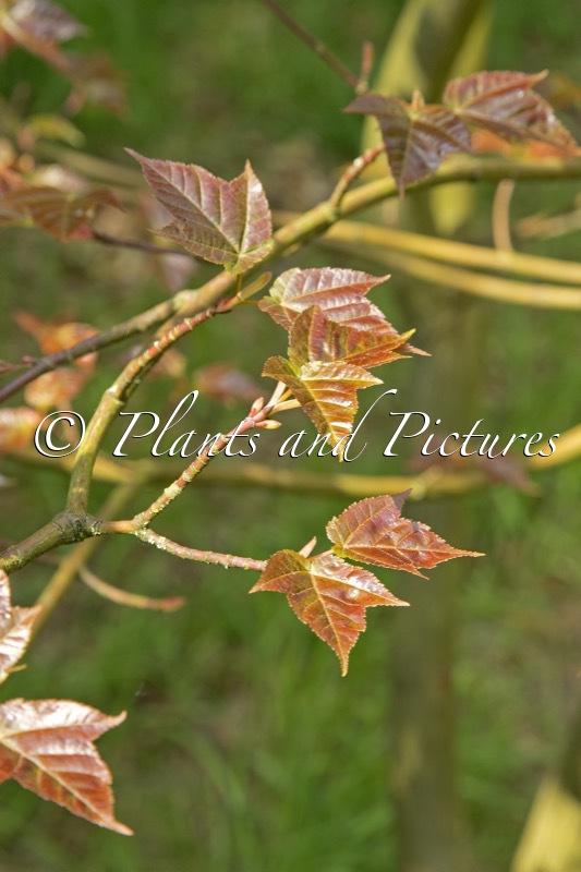 Acer pectinatum ‘Dark Forrest’