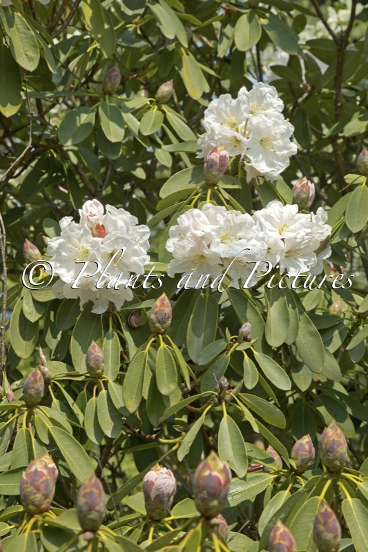 Rhododendron decorum subsp. diaprepes