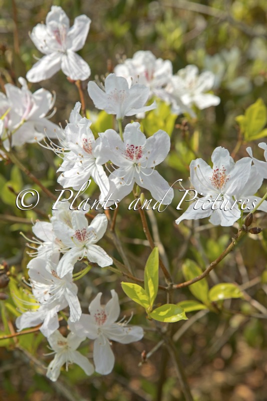 Rhododendron yunnanense