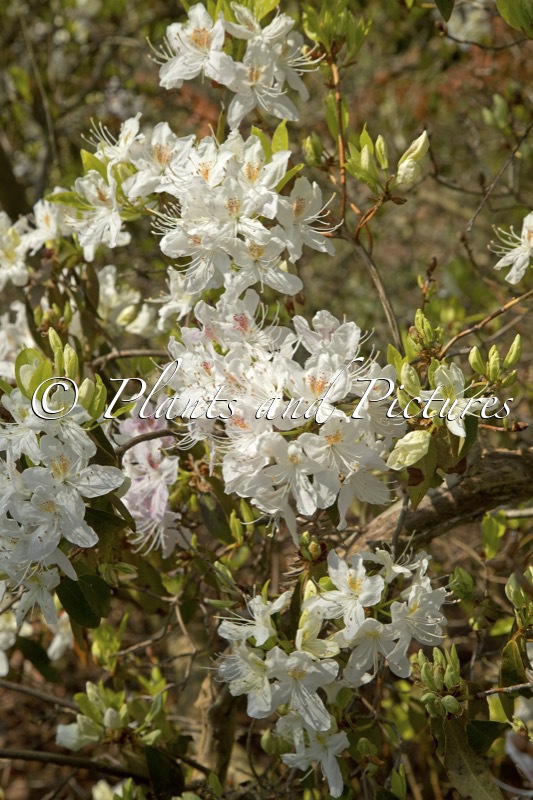 Rhododendron yunnanense