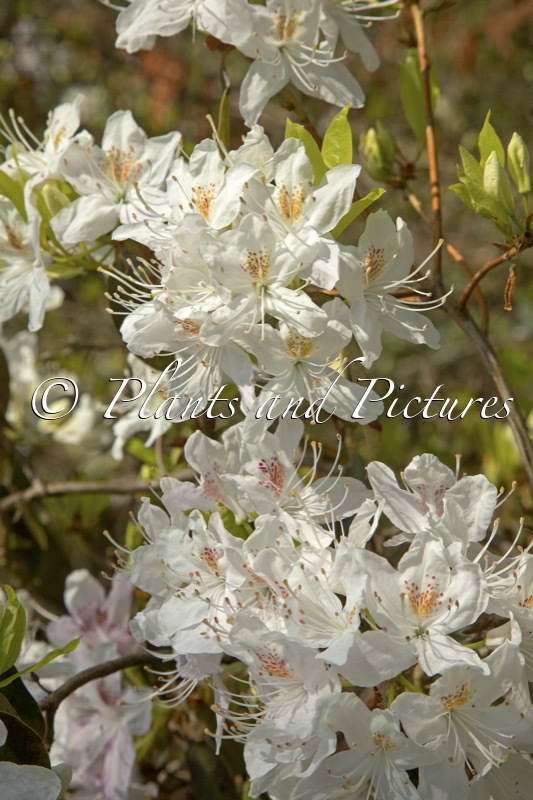 Rhododendron yunnanense