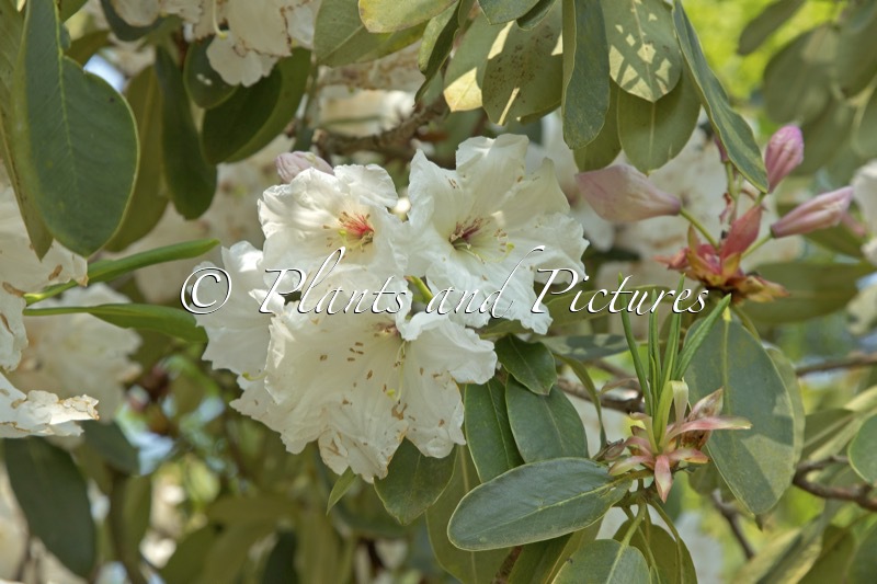 Rhododendron griffithianum