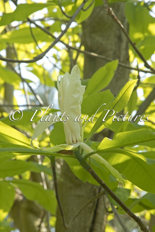 Magnolia tripetala