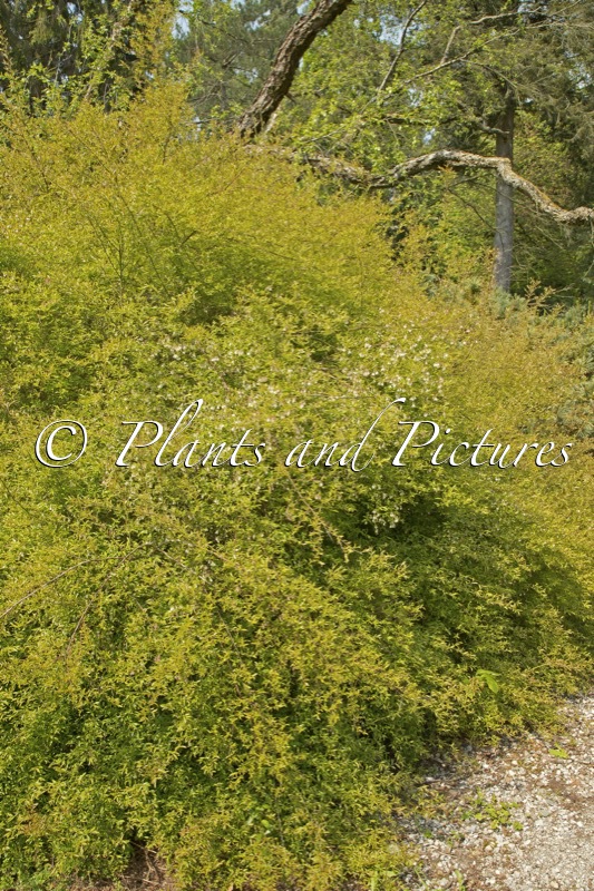 Vaccinium myrsinites