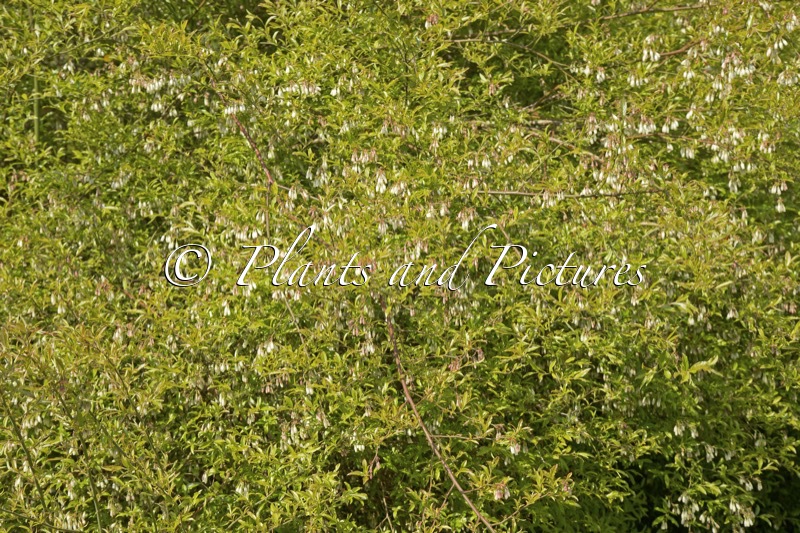 Vaccinium myrsinites