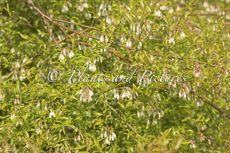 Vaccinium myrsinites