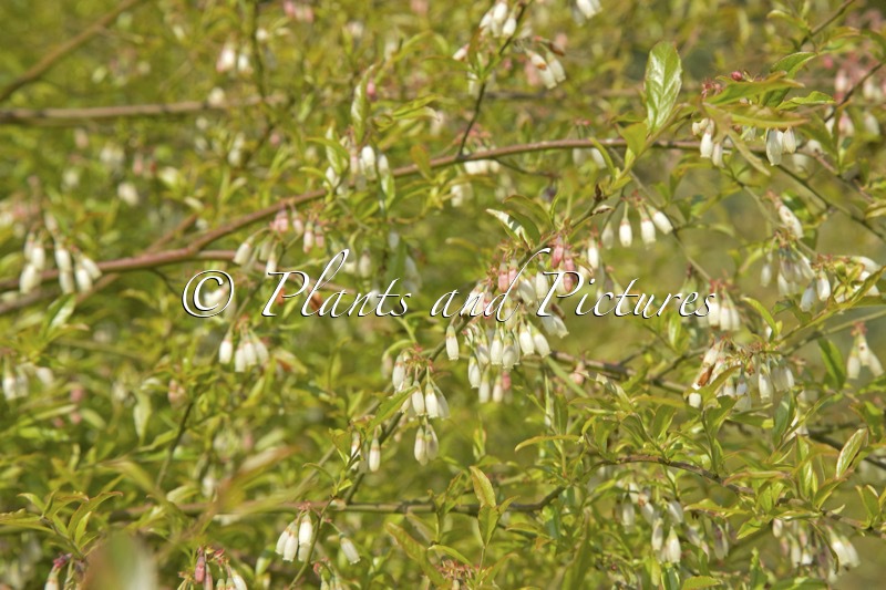 Vaccinium myrsinites