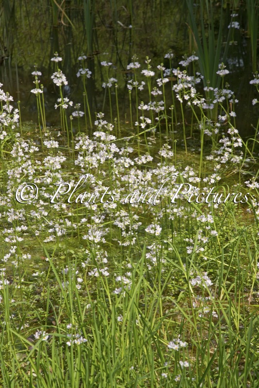 Hottonia palustris