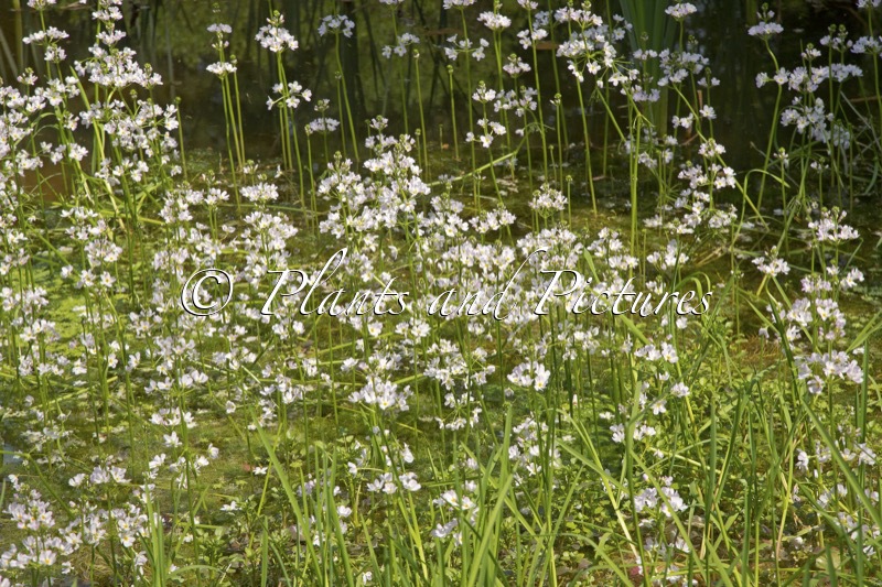Hottonia palustris