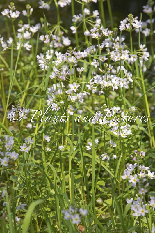 Hottonia palustris