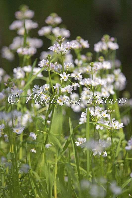 Hottonia palustris