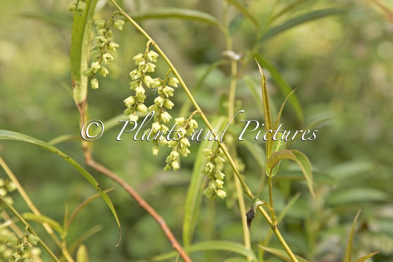 Stachyurus salicifolius