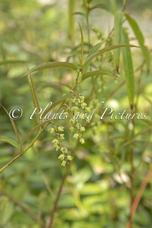 Stachyurus salicifolius