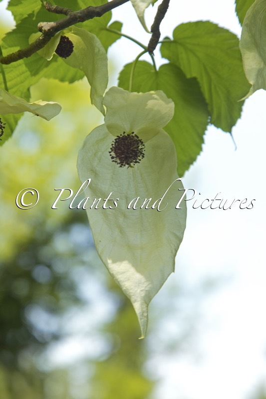 Davidia involucrata