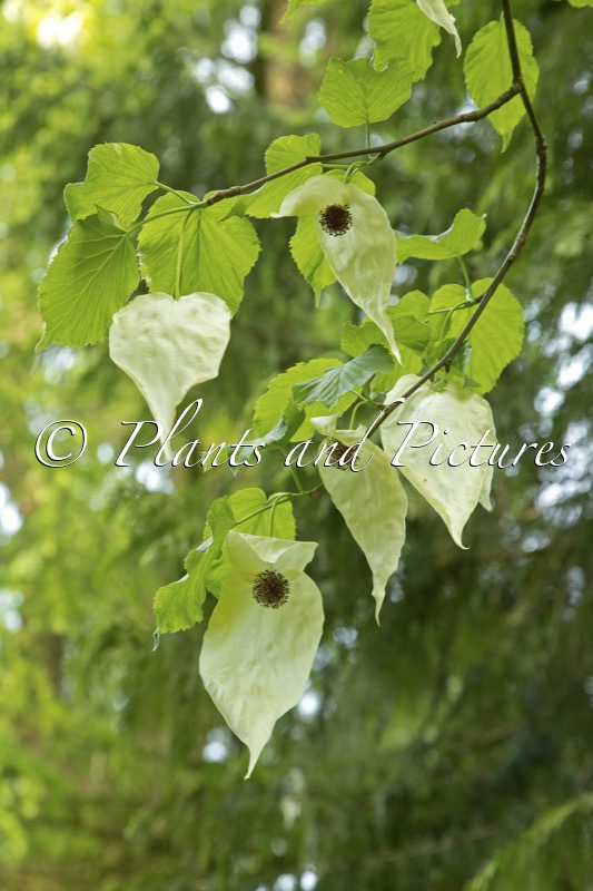 Davidia involucrata