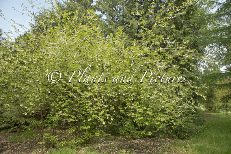Halesia carolina