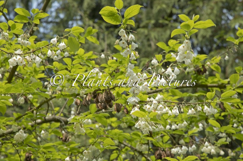 Halesia carolina