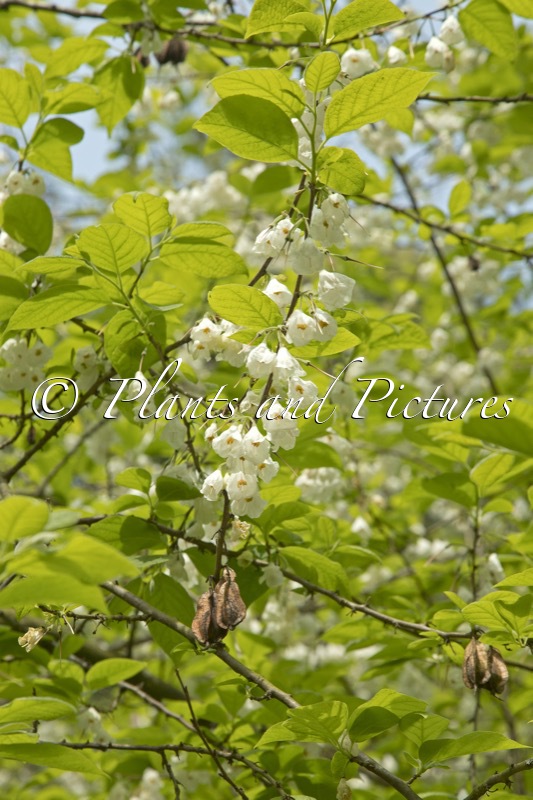 Halesia carolina