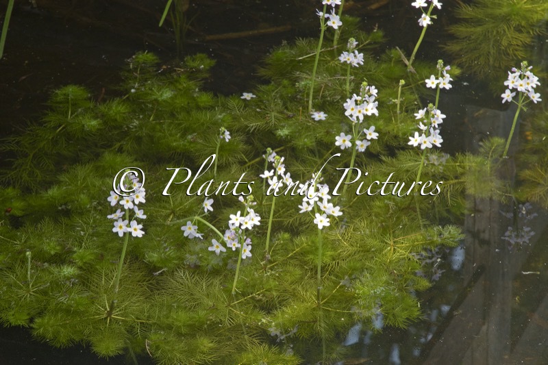 Hottonia palustris