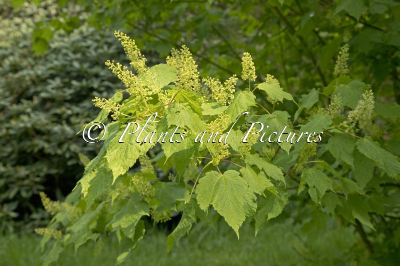Acer spicatum
