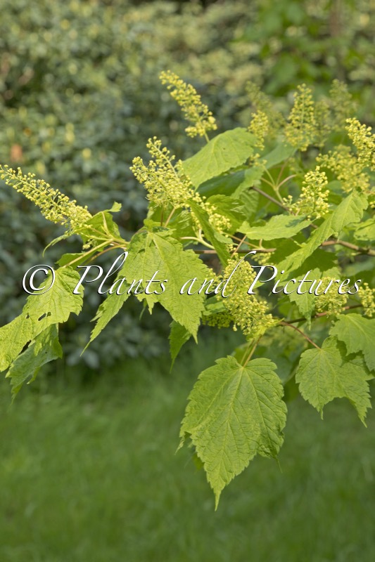 Acer spicatum