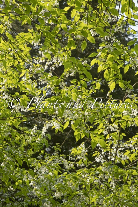 Halesia carolina
