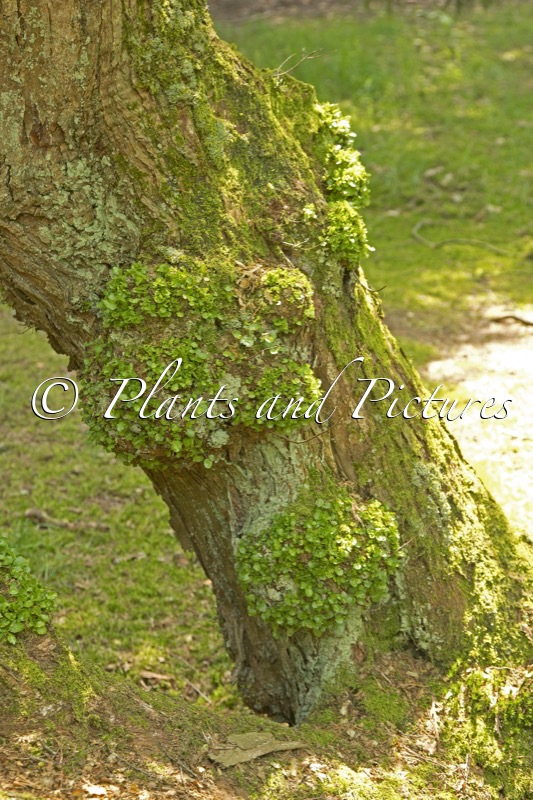 Nothofagus antarctica