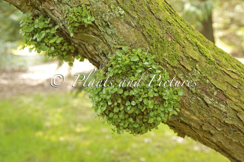 Nothofagus antarctica