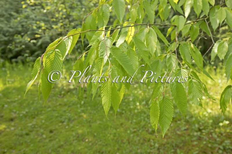 Carpinus rankanensis