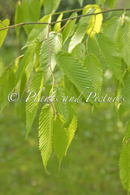 Carpinus rankanensis
