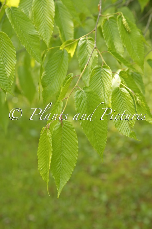 Carpinus rankanensis
