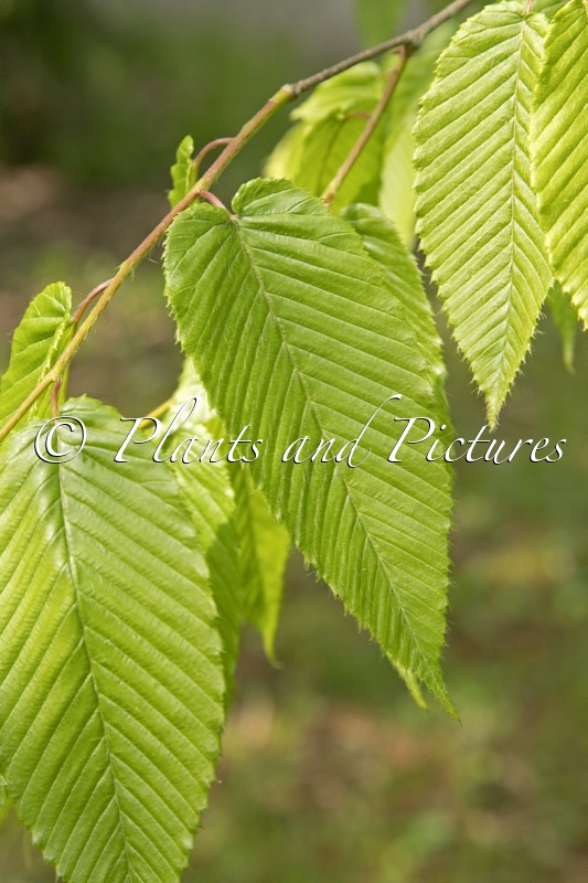 Carpinus rankanensis