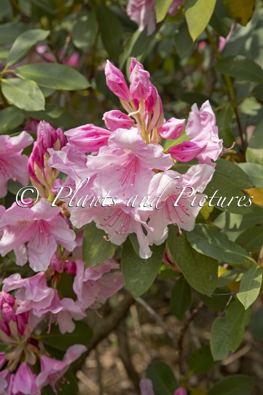 Rhododendron ‘Pink Pearl’