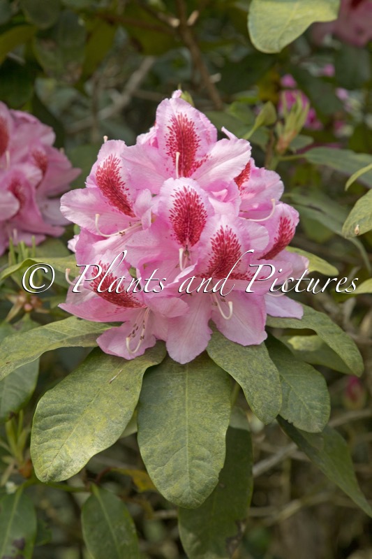 Rhododendron ‘Furnivall’s Daughter’
