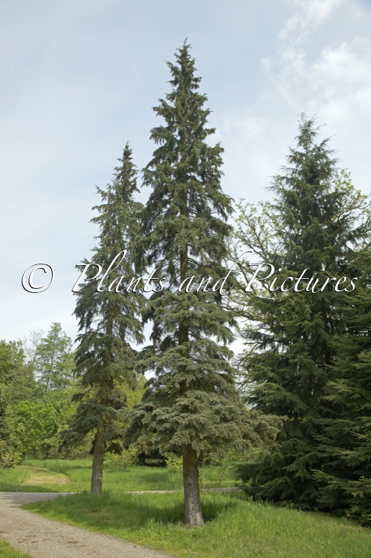 Tsuga mertansiana ‘Blue Star’