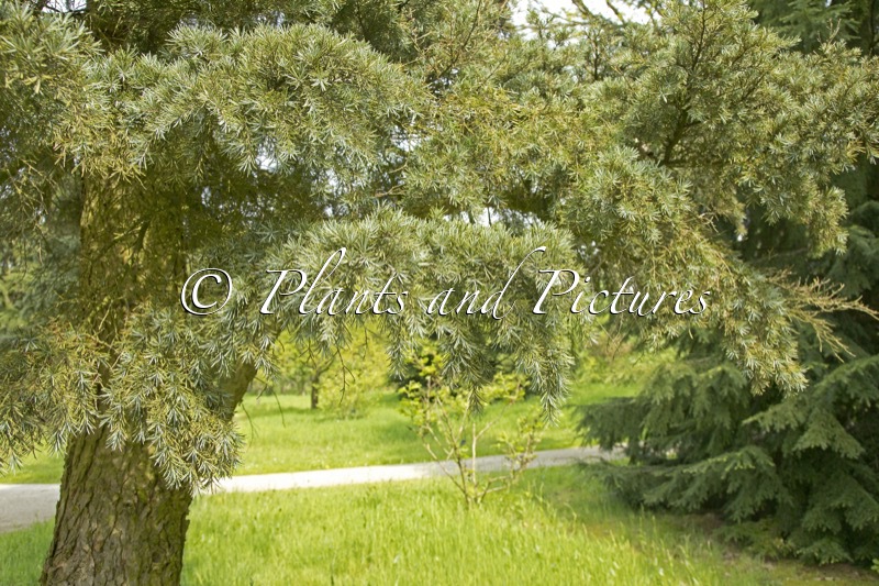 Tsuga mertansiana ‘Blue Star’