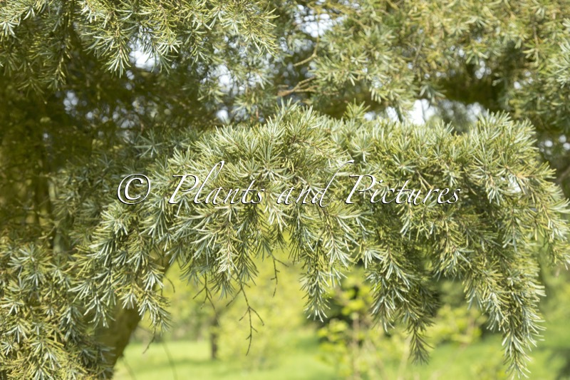 Tsuga mertansiana ‘Blue Star’
