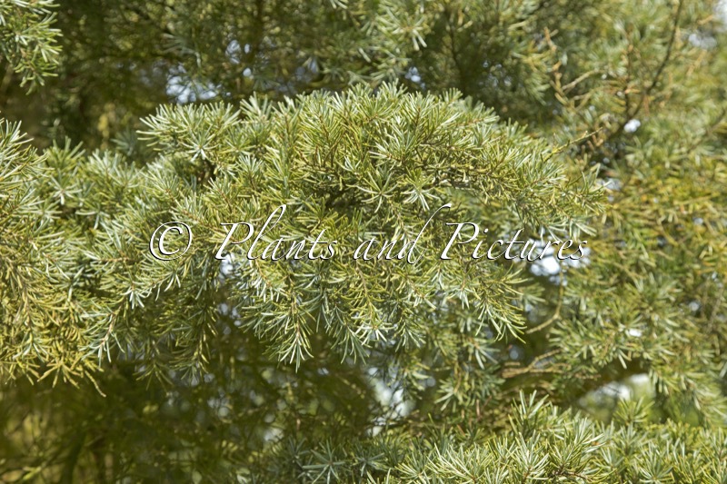 Tsuga mertansiana ‘Blue Star’