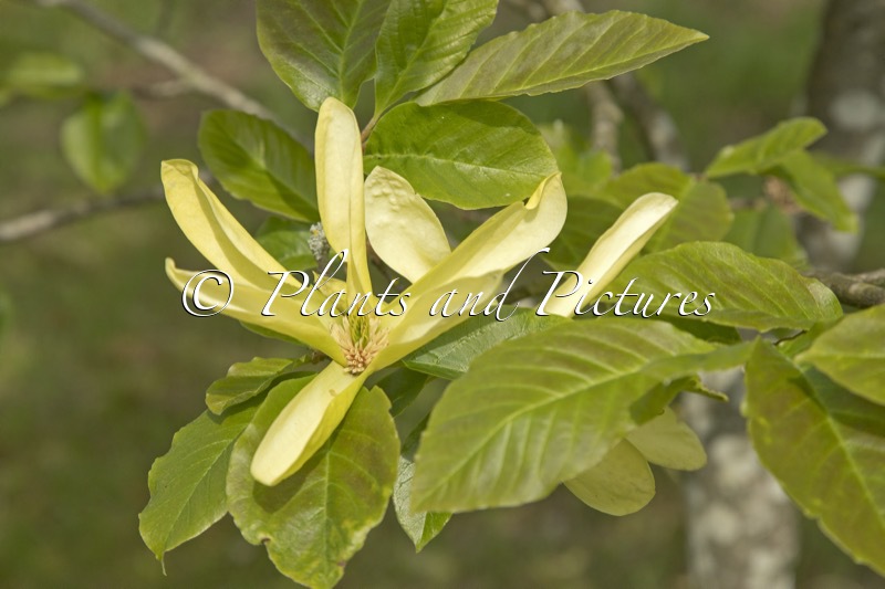 Magnolia ‘Sunburst’