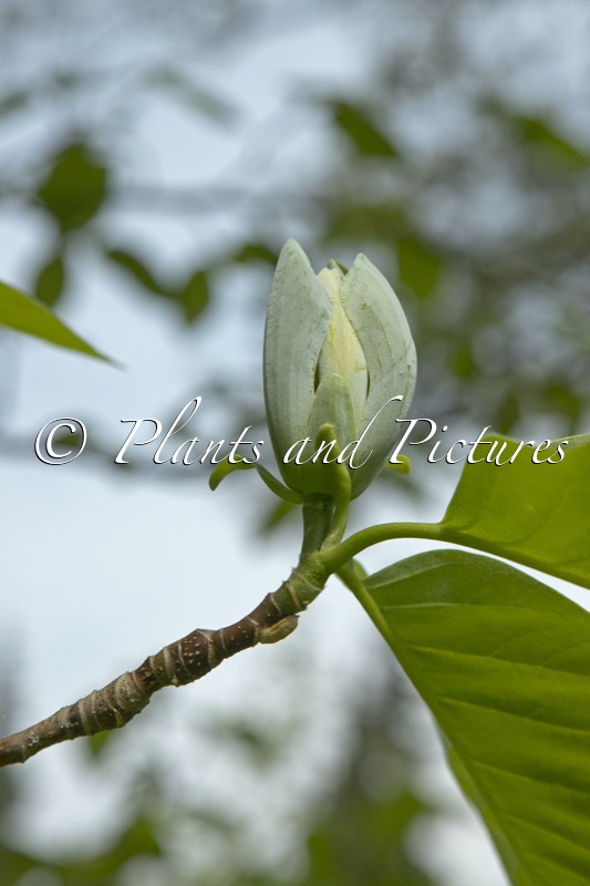 Magnolia acuminata