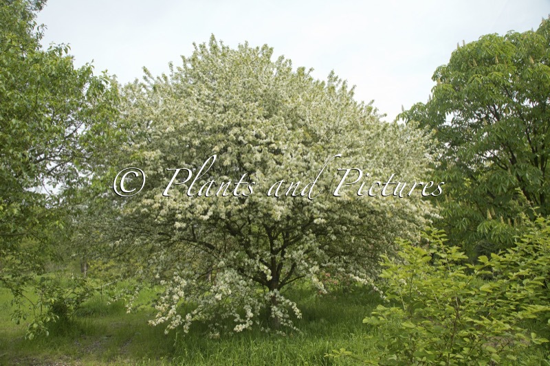 Malus toringo
