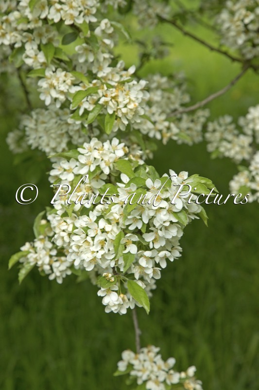 Malus toringo