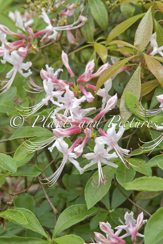 Rhododendron periclymenoides