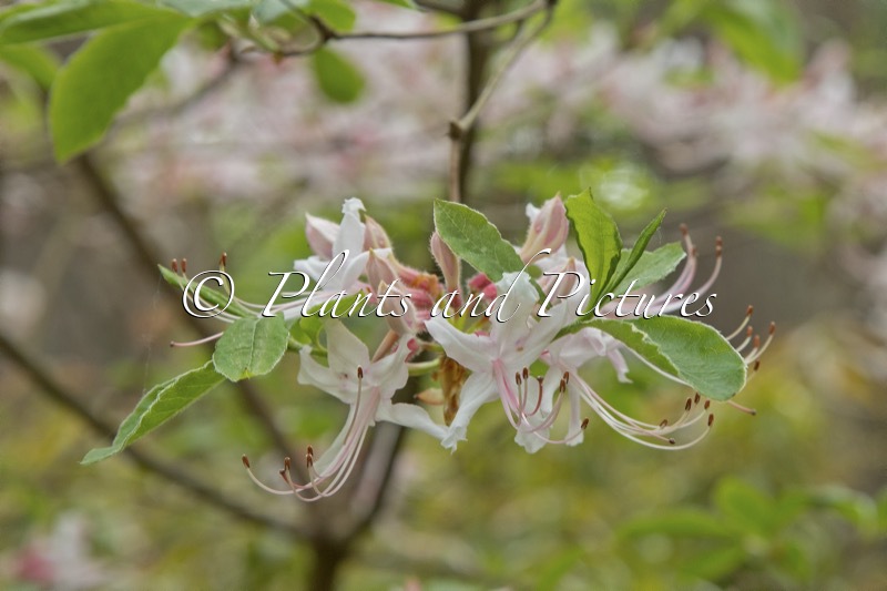 Rhododendron periclymenoides