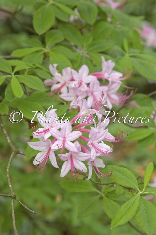 Rhododendron periclymenoides
